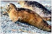 Камчатка. Животный мир Командорских островов. Тюлень - антур.