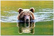 Камчатка. Медведь на Камбальном озере.